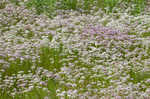 Meadow garlic